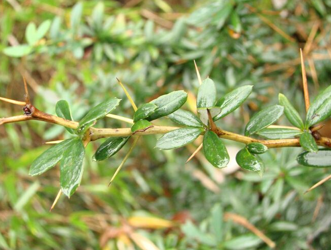 农村有一种树,农民非常的讨厌,见一次砍一次,并不知道它是宝贝 原来是