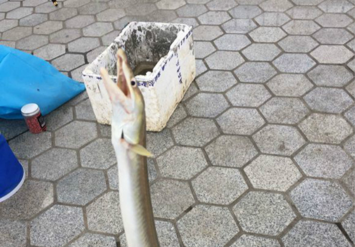 闽江野钓遇惊喜 两个小时收获了三条鹤海鳗 一条一百块卖掉了!