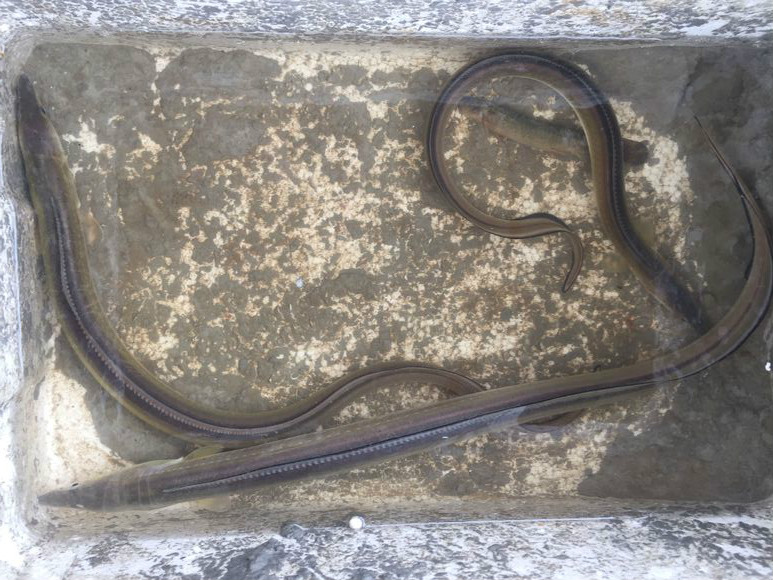 闽江野钓遇惊喜 两个小时收获了三条鹤海鳗 一条一百块卖掉了!