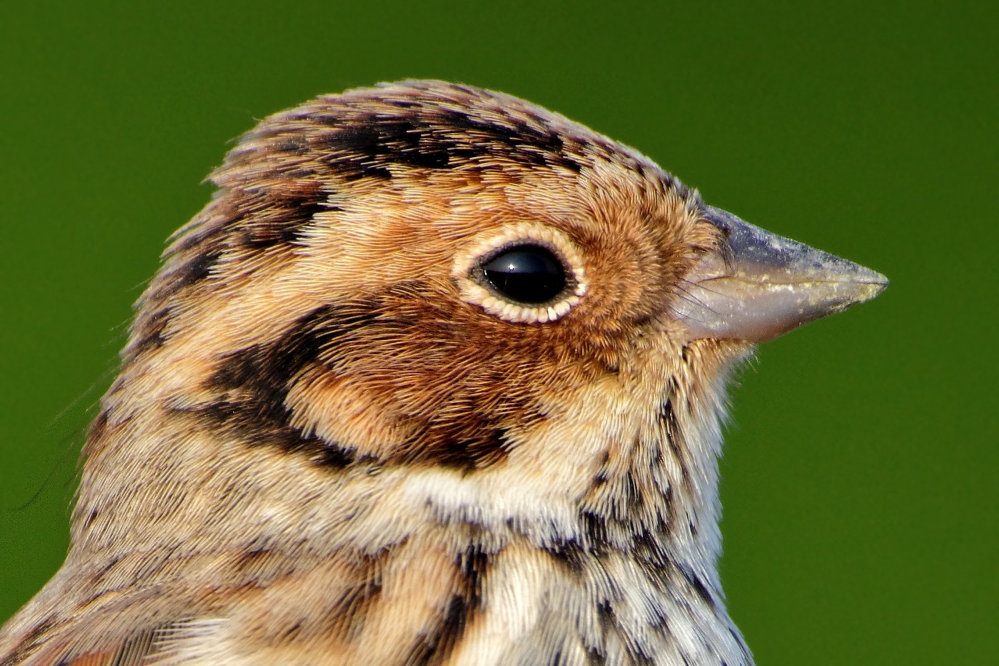 麦田里的守望者,捉虫能手麻雀