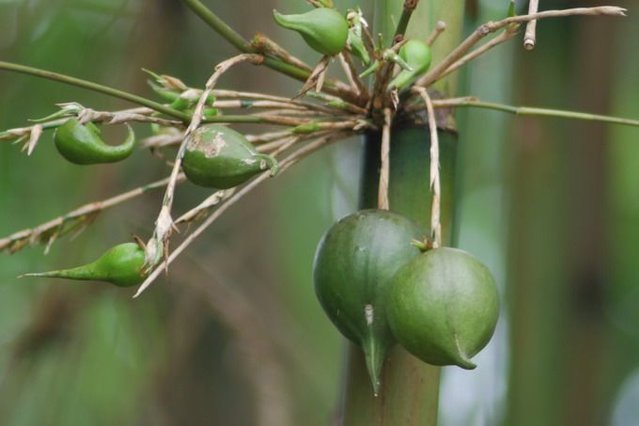 竹子开花已经很难得了,结果的竹子你见过吗?据说是凤凰的食物!