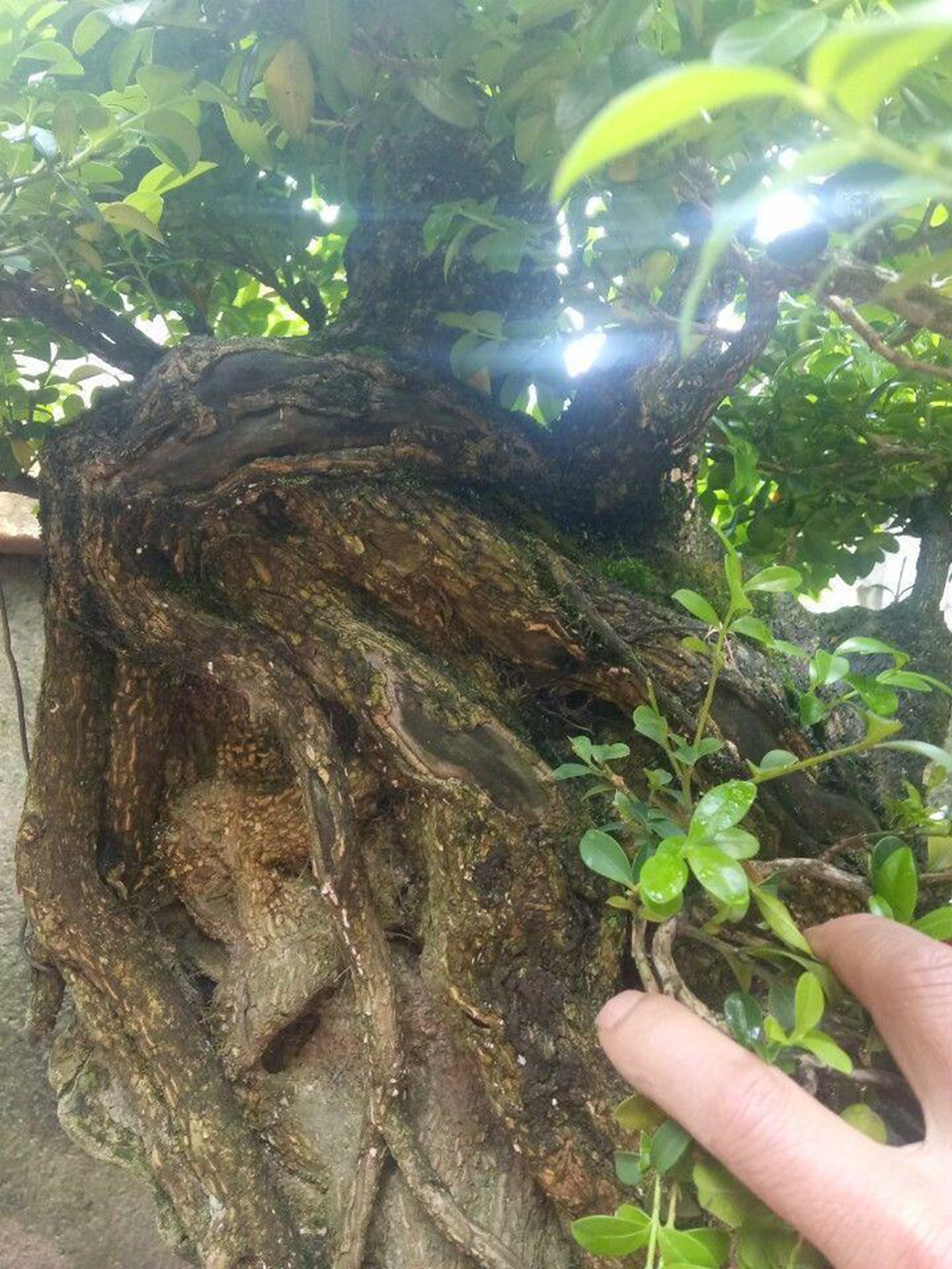 咋养的,这棵黄杨盆景的根比主干大这么多