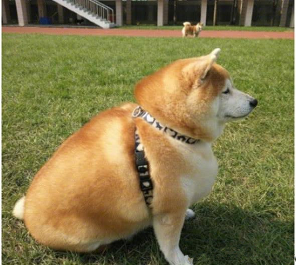 柴犬因贪吃胖成球,出门遛弯感到自卑,不敢与路人对视,眼神躲闪