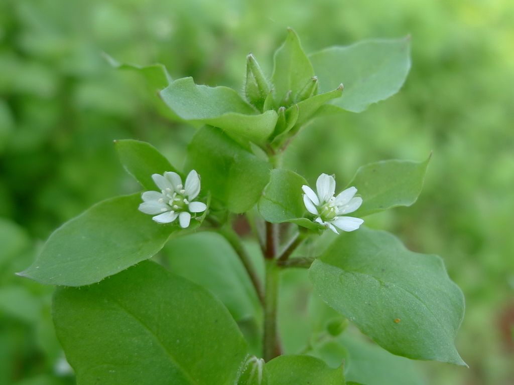 农村这种植物,以前被用来喂猪,没想到治痔疮效果这么好!
