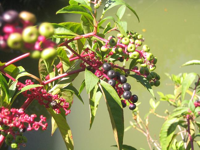 商陆花(商陆花软件功能介绍)