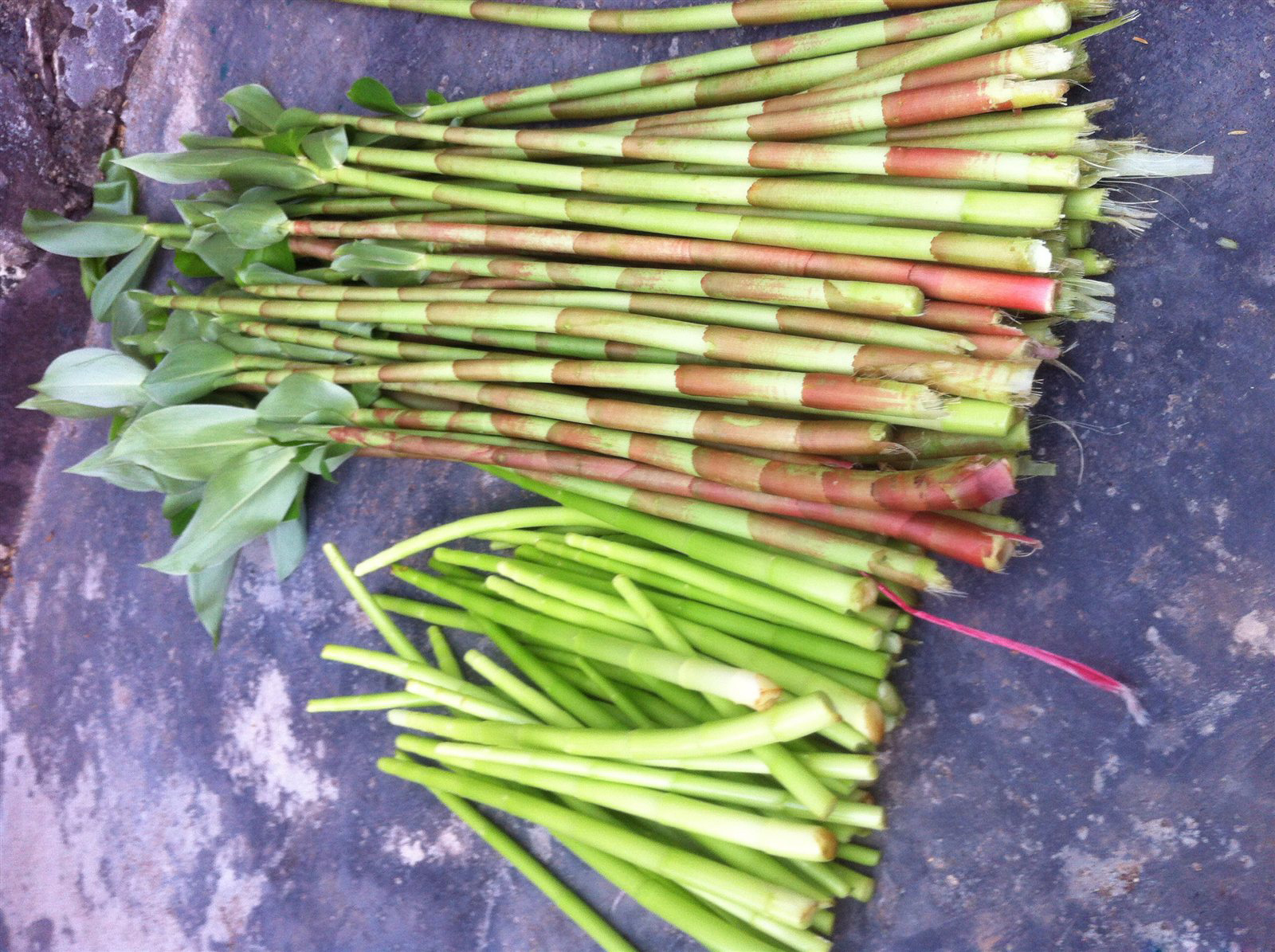 四川野菜藤条图片