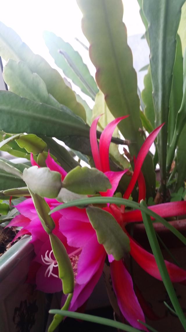 令箭荷花,别名孔雀仙人掌,孔雀兰,仙人掌科,昙花属