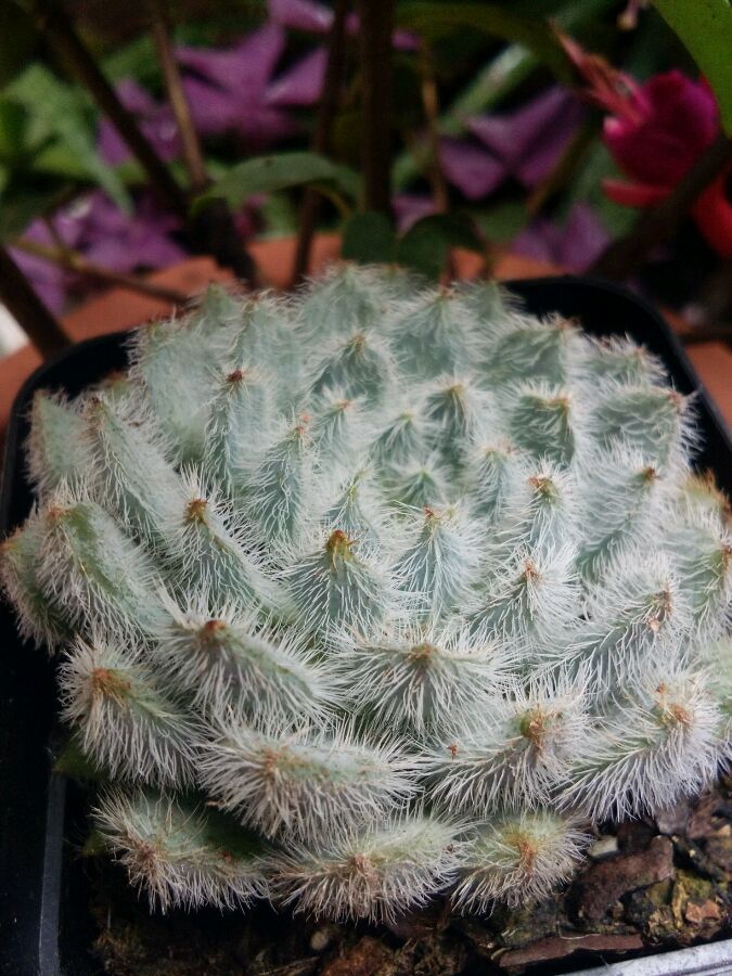 长毛毛的多肉有这些