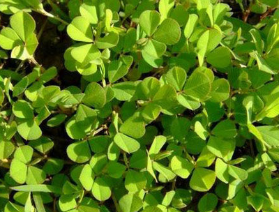 它是农村的"关门草",正长出嫩叶子来,有药用价值,您认识吗?