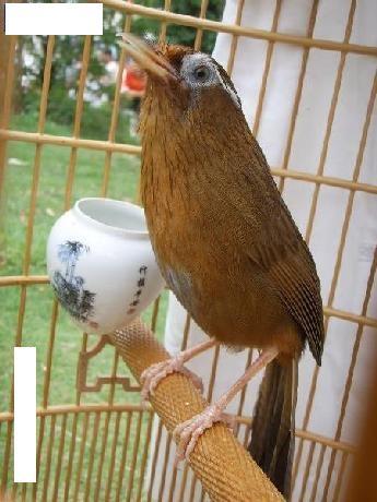 画眉鸟元宵争霸后的生活