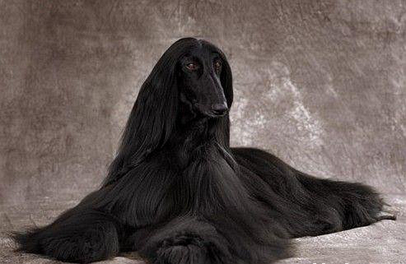 世界上最美的狗,发型酷似"夜华",优雅的模样让人自惭形秽!