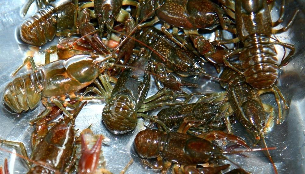 深山这种野味形似小龙虾,人称"霸王虾",与豆腐是绝配,一斤95