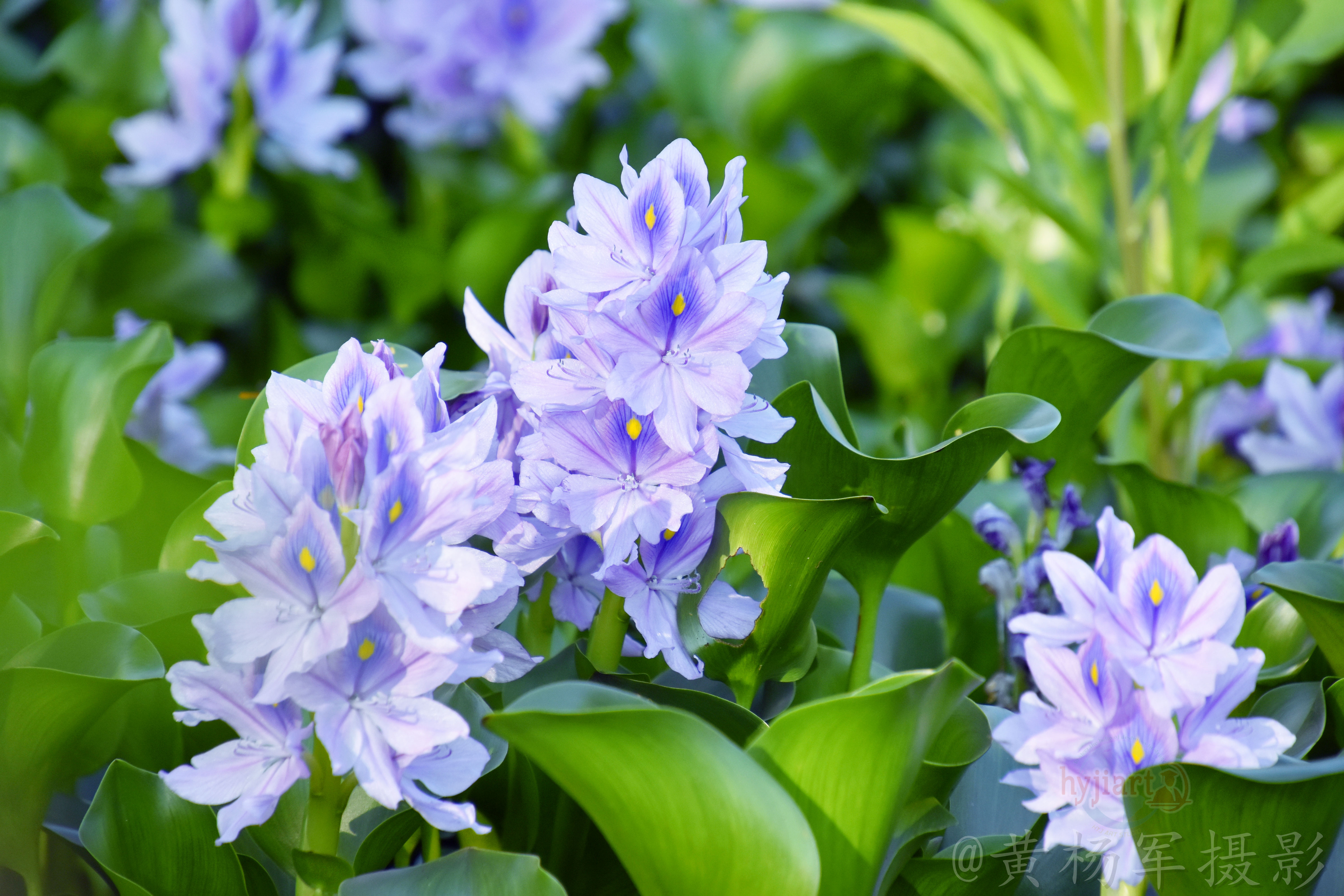 遇见——凤眼蓝的美