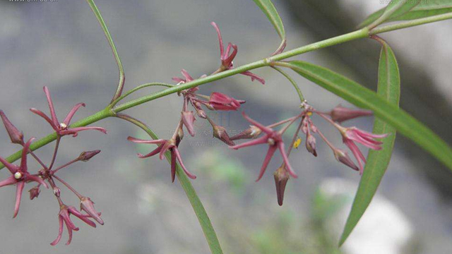 中草药科普——徐长卿的功效和作用