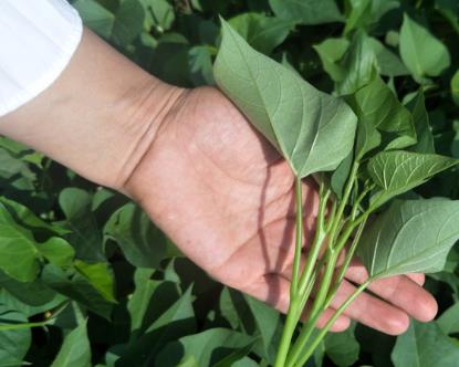 农村常见的庄稼,叶子是天然胰岛素,以前喂猪,现在成抢手货