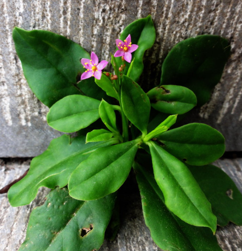 在我国南方农村,有一种来自美洲的野草,不仅嫩叶能吃,它的根也能吃.