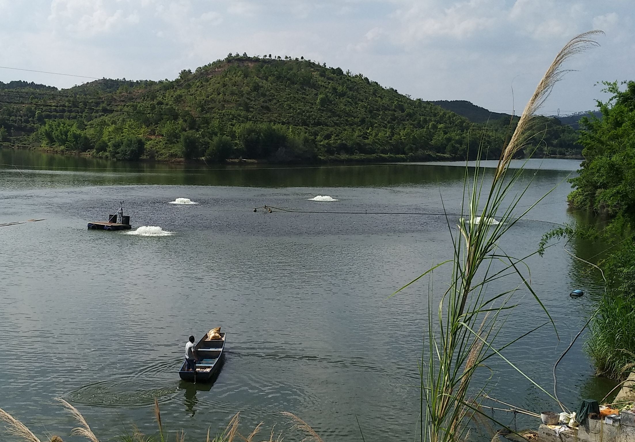水库养鱼经济,集中养殖淡水鱼
