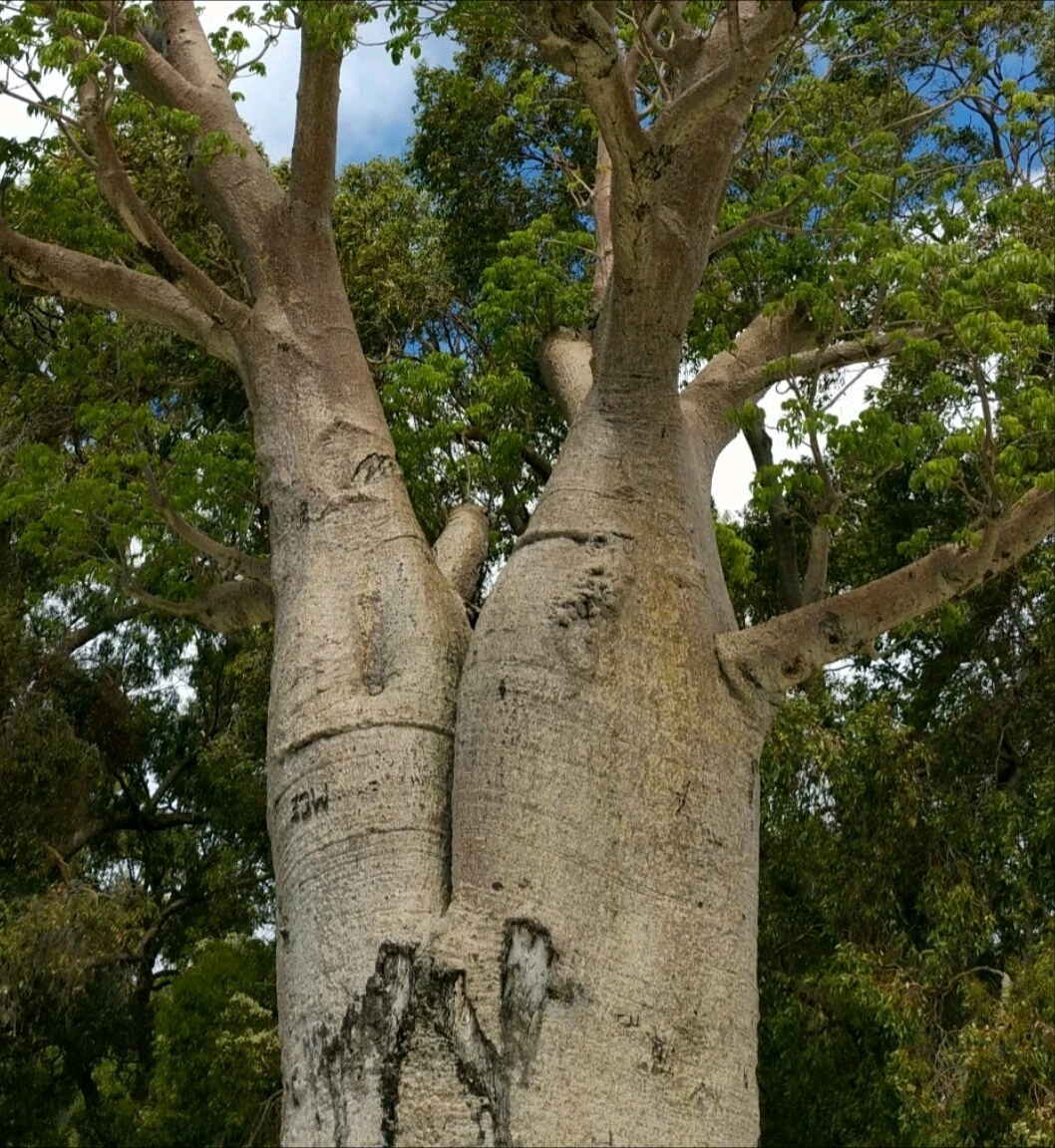 猴面包树树干虽然都很粗,木质却非常疏松,外强中干,表硬里软.