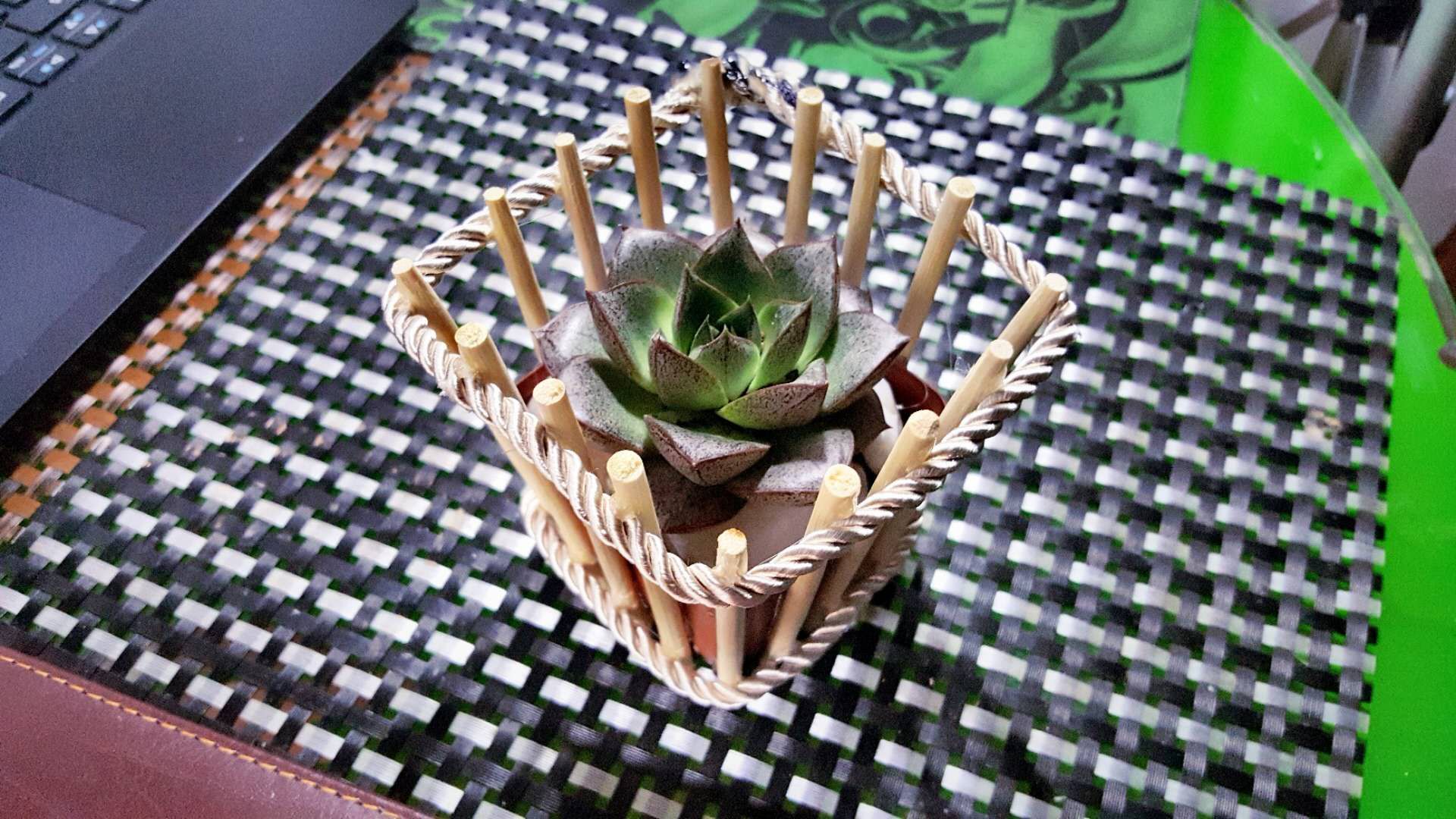 花盆好丑,又不敢移栽,怕影响植物成长,于是一次性筷子出现了