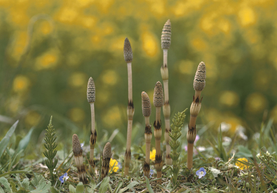 它就叫"问荆",木贼科,问荆属中小型蕨类植物.