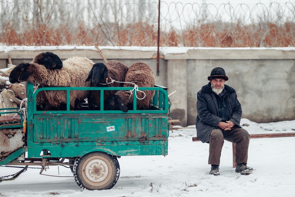 牛羊大巴扎——新疆地区最大的牲口交易市场