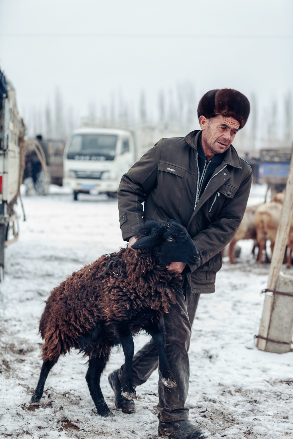 牛羊大巴扎——新疆地区最大的牲口交易市场