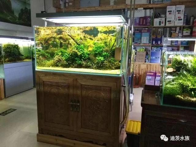 水族店失败案例图片