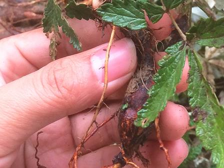 乡村地下一种"鸡腿参",是糖尿病的克星,能直接生吃