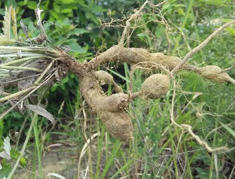 乡村地下一种"鸡腿参",是糖尿病的克星,能直接生吃