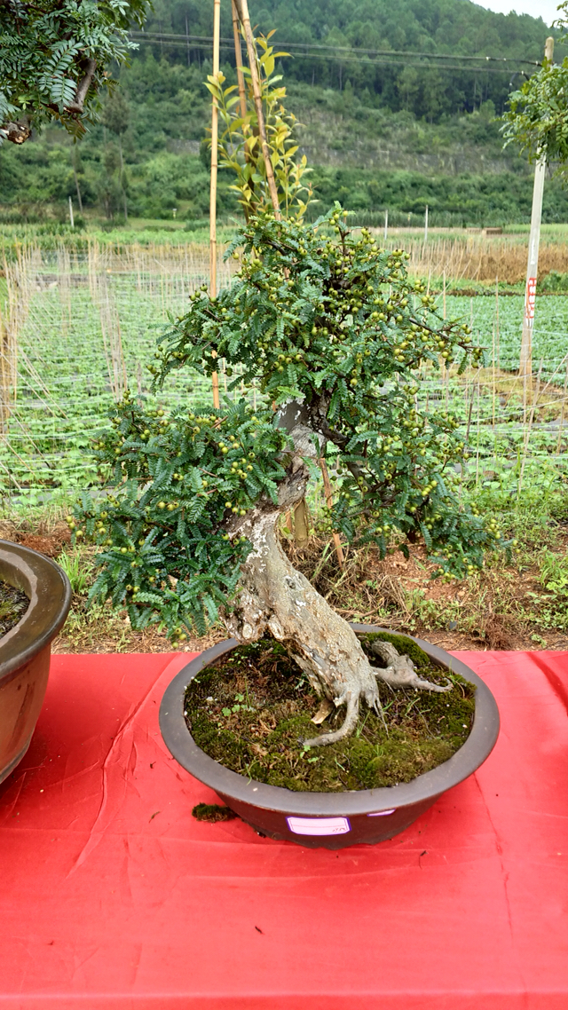 野生盆景老桩品种大全图片