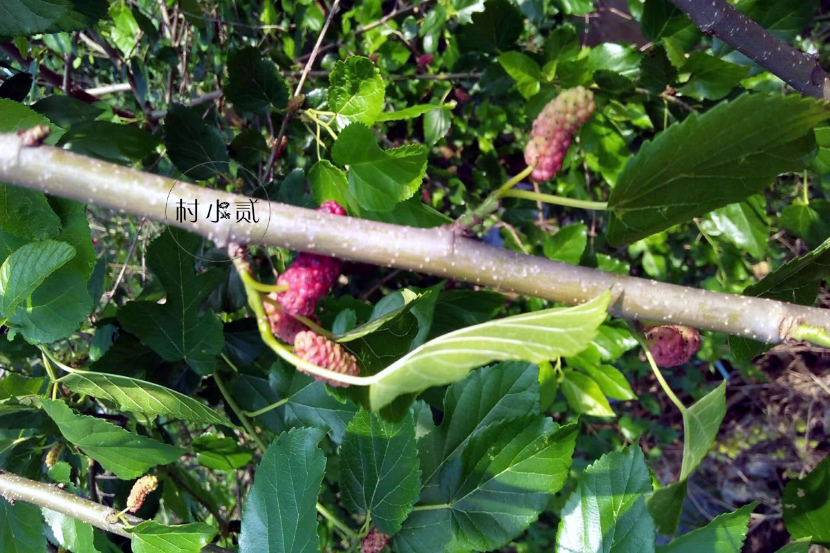 农村这种果,也称"男人果"夏天吃正好,10元一斤销量好