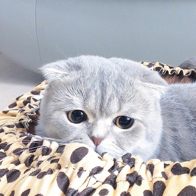 一只长着一张无辜脸的猫咪……