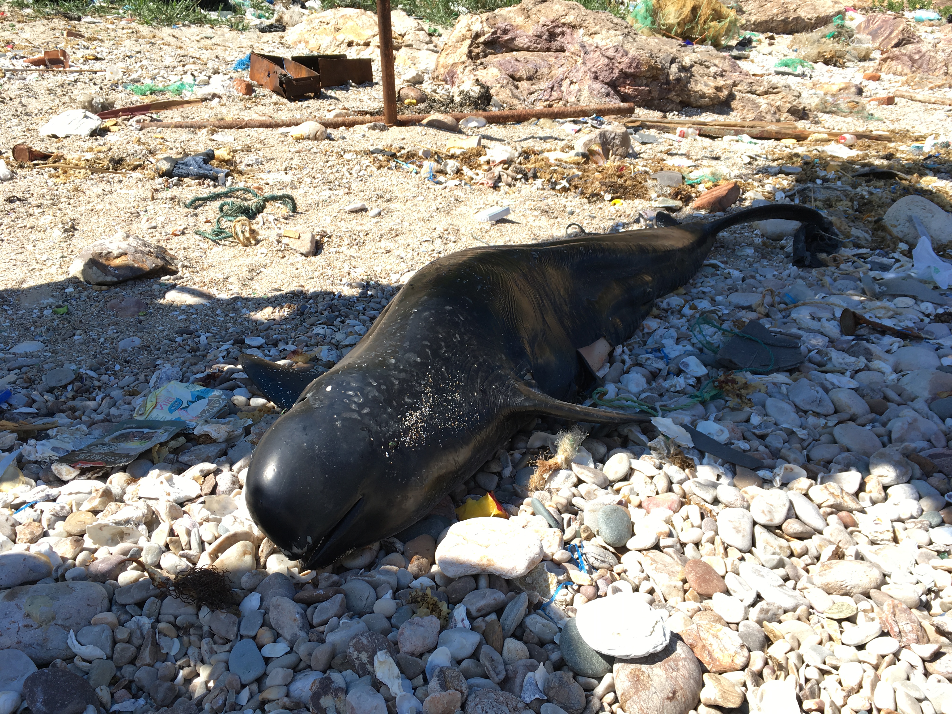 1米多长东亚江豚受伤搁浅,发现时已经死亡