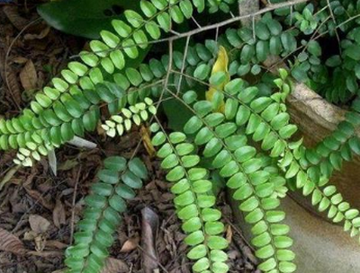 大山野生名贵草药图片