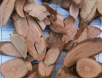 深山里这种野草,叶似含羞草,人称"大力王",是民间治病良药!