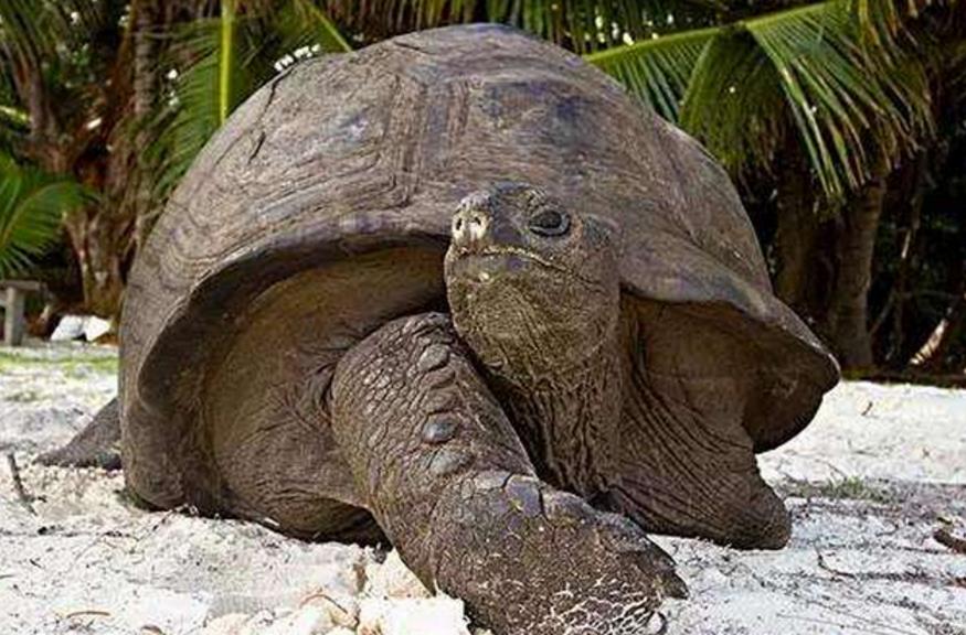 6种令人惋惜的灭绝动物,第4种可能在中国重新发现