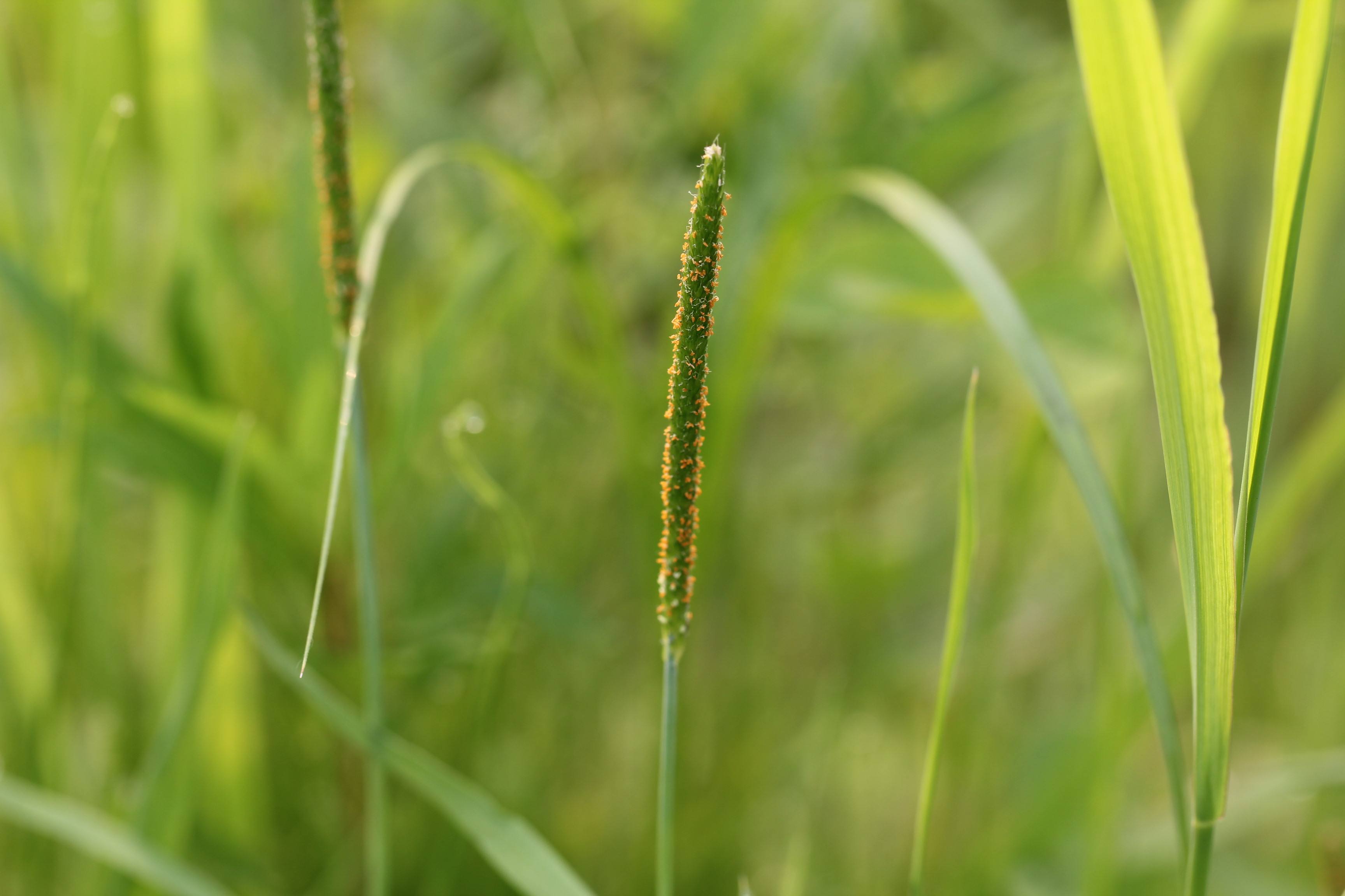 农田里的"鸡毛掸子",被当成杂草,见了就拔,却不知能治脚气