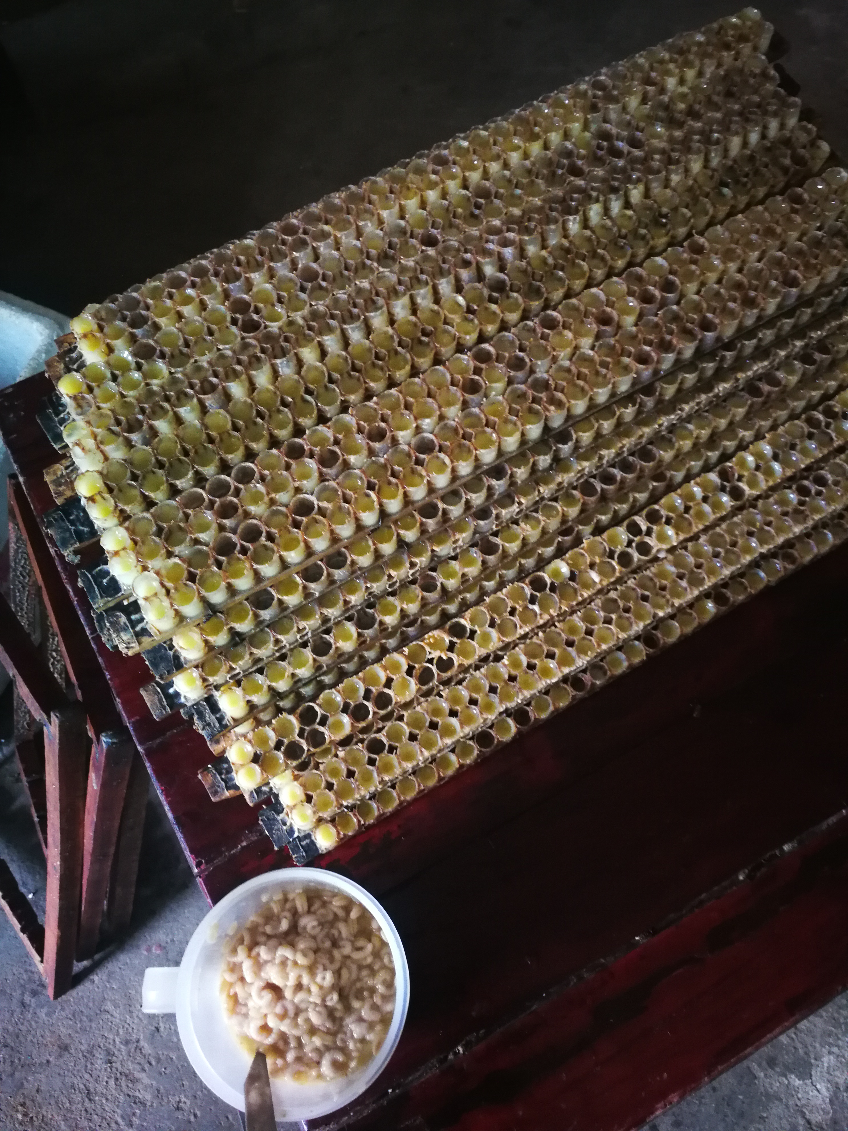 大别山蜂农是这样提取蜂王浆的!