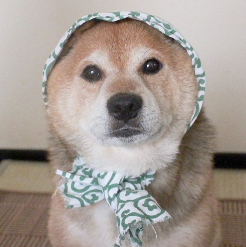 日本傻萌柴犬maru超有个性,霸气摔饭碗催铲屎官快喂饭