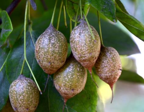 农村这种野果,小时候"把它当陀螺玩",如今价值高成了稀罕物