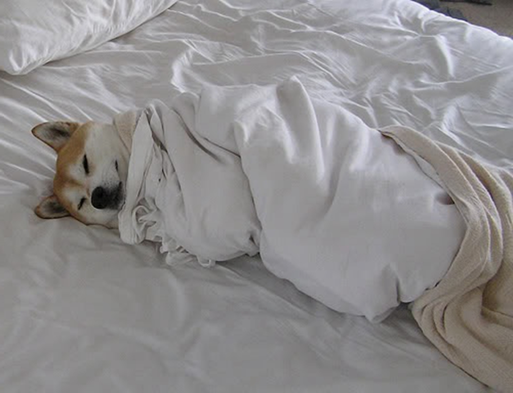 小狗睡觉:第一只抓紧小被子,最后一只是做了个伤心的梦吗?