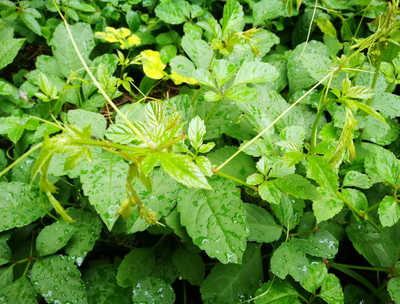 麦田里这种顽固杂草,晒干能卖2元一斤,你认识吗?