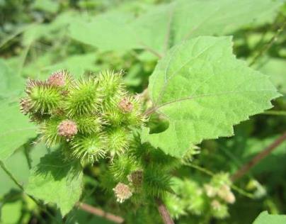 农村一种粘人衣服的"痴头婆",治疗鼻炎有奇效,村民却不当回事