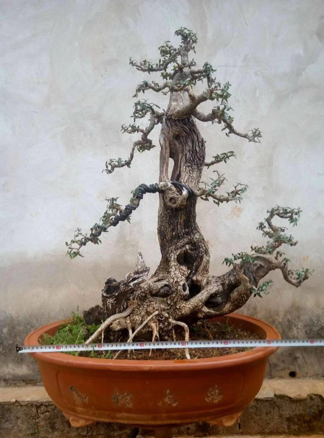 云南尖叶木樨榄老桩盆景