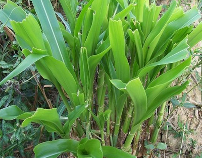 这种草株高近4米,亩产50000斤!鲜嫩多汁营养高!