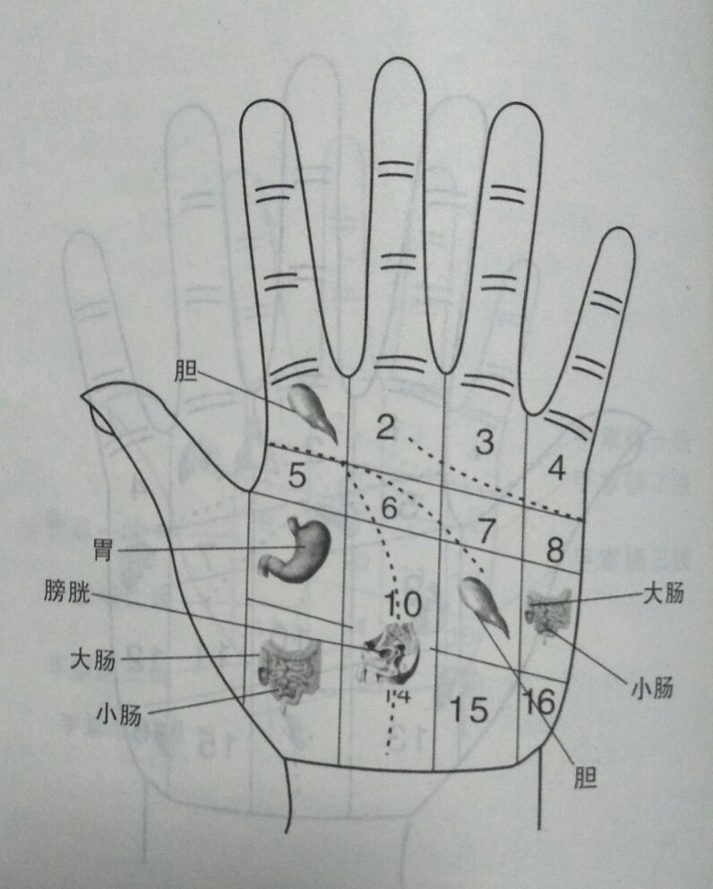 手部望诊疾病示意图