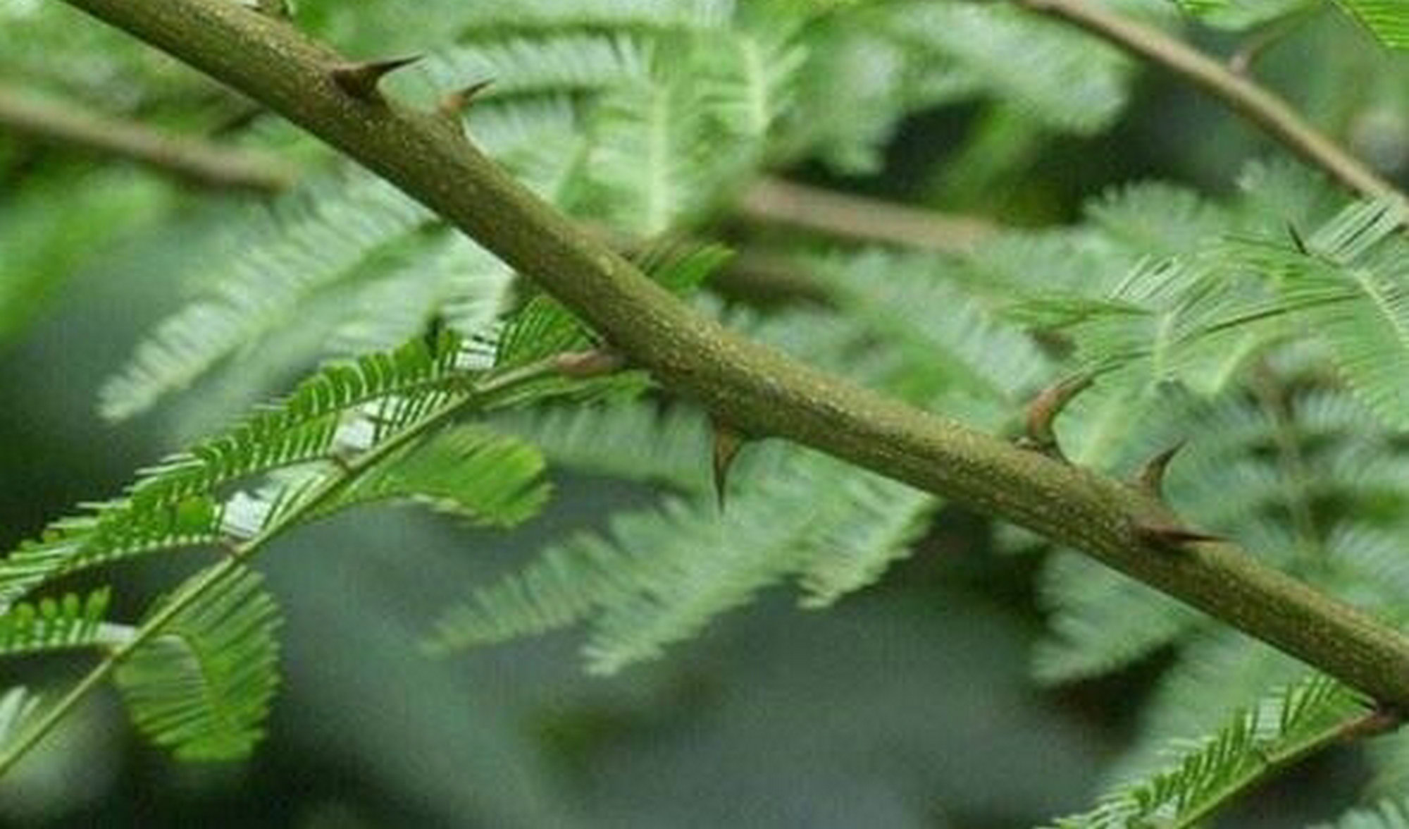 砍了又生难以根治让农民苦不堪言的簕树