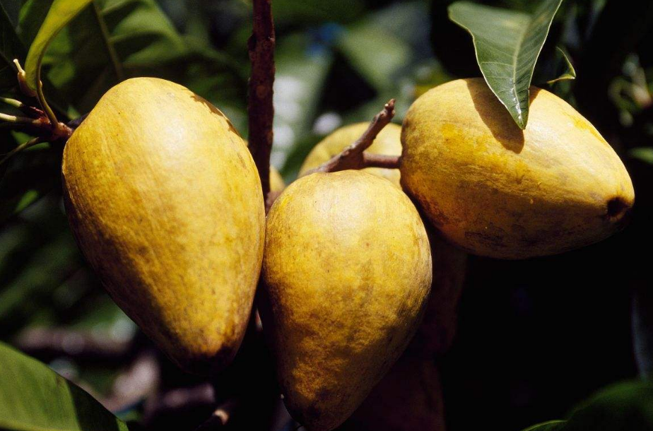 蛋黄果,又名仙桃,山榄科蛋黄果属多年生植物,树体高约6m,单叶互生