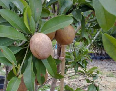 这果子因长得像人的心脏,所以叫人心果,还有"健身果"之称!