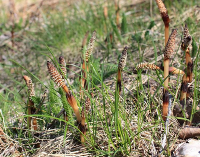 乡下这种野草能从土里吸收黄金,被称为"缺德草",你见过吗?